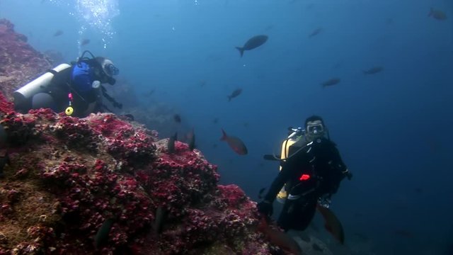 Scuba divers underwater on background of seabed. Unique beautiful relax diving in world of wildlife. Natura of sea and ocean. Multicolor animals.