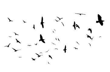 Fototapeta Flying birds silhouettes on white background. Vector illustration. isolated bird flying. obraz
