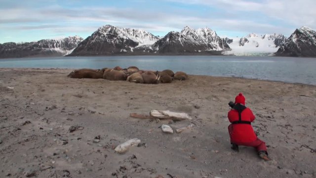 Tourist takes pictures photographs group of walruses on shore of Arctic Ocean. Dangerous animals in Nordic badlands. Unique footage on background landscape and snow mountains of Spitsbergen.