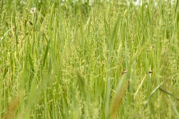 Grass Texture