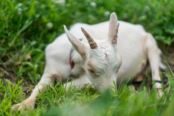 White Goat