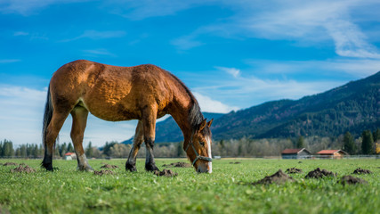 Fototapeta na wymiar Horse On Pasture