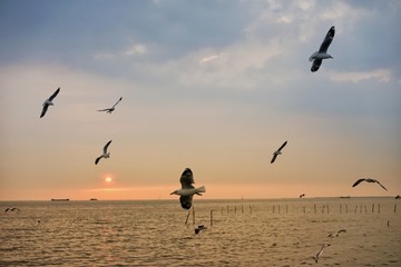 Fototapeta na wymiar Migratory Seagulls birds flying during sunset at Bang Pu Recreation Center, Samutprakarn Thailand