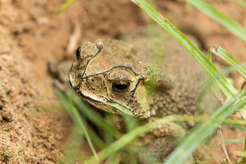 Toad hibernate.