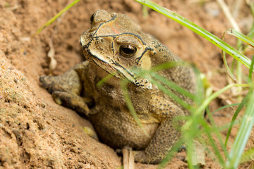 Toad hibernate.