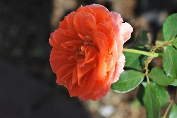 鉄道沿線花一輪②