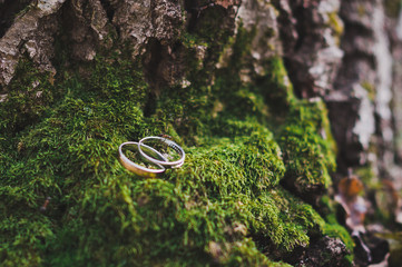 Wedding rings newlyweds among the forest moss 165.