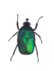 Scarabeo verde