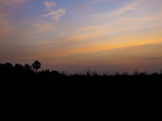 cornfield silhouette,Sunset at cornfield.