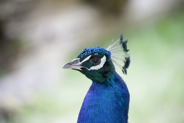 Oiseaux bleu a crete