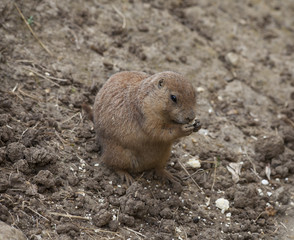Rongeur mammifère
