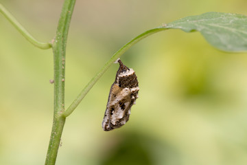 Chrysalis Butterfly.