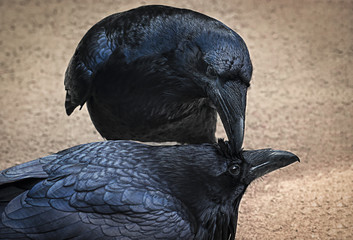 Close up of raven grooming mate