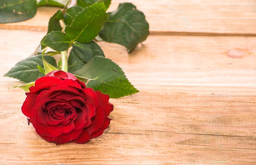 Red rose on wooden background for valentine's day and womens's day greeting card