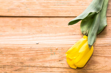 Yellow tulip, spring background for women's day - 8 march or card for mother's day