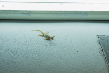 Gecko on a wall .(Selective focus)
