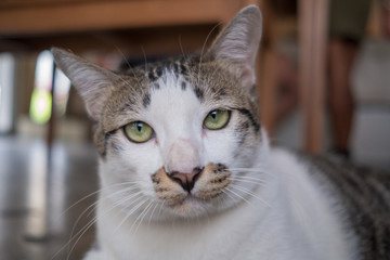 Naklejka premium Asia, Thailand Cat - (selektywne ogniskowanie)