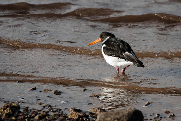 Eurasian Oystercatcher, Haematopus ostralegus