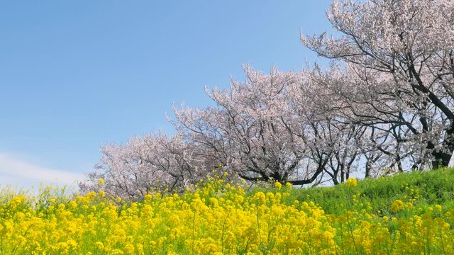 風景　桜