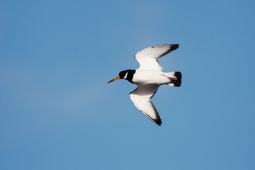 Eurasian Oystercatcher, Haematopus ostralegus