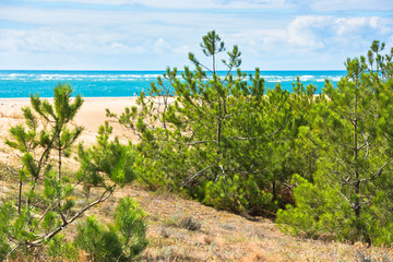 Coastal landscape with pine trees and sand dunes