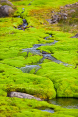 Iceland Small River Stream with green moss