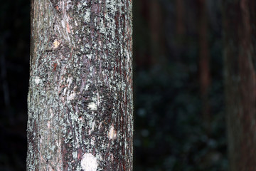 The trunk of pine after rain in the pine forest. an evergreen coniferous tree that has clusters of...