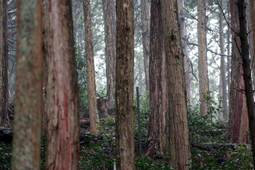 Many trunk of pine after rain in the pine forest. an evergreen coniferous tree that has clusters of...