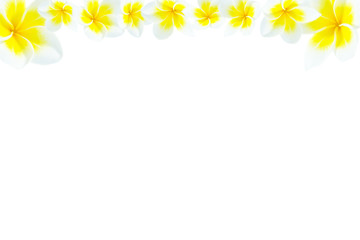 Background, white yellow plumeria flower