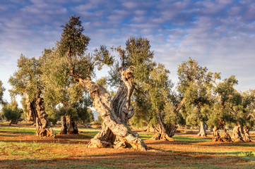 Puglia Ulivo Secolare
