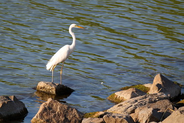 Great white Egret (egretta alba) walking and wading in water