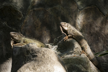 Green iguana or Common iguana / Is a species of iguana native to Central and South America