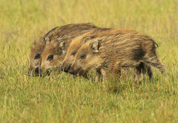 Marcassins en vadrouille!