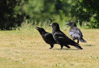 Corneilles noires en parade!