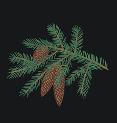 Spruce branch on black