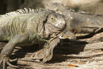 Green iguana or Common iguana / Is a species of iguana native to Central and South America