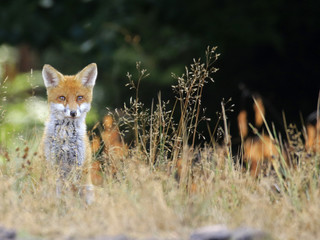 Renardeaux! t'es qui toi?