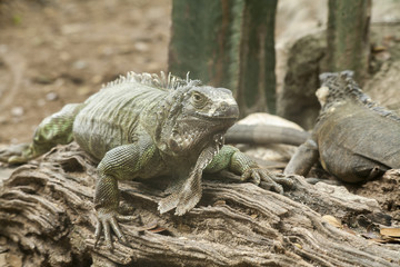 Green iguana or Common iguana / Is a species of iguana native to Central and South America