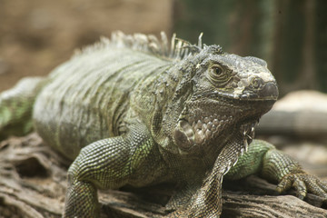 Green iguana or Common iguana / Is a species of iguana native to Central and South America