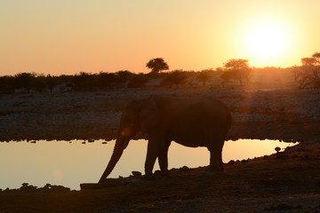 Naklejka na ściany i meble Elephant in Africa