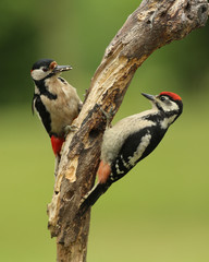 Pic épeiche au nourrissage!