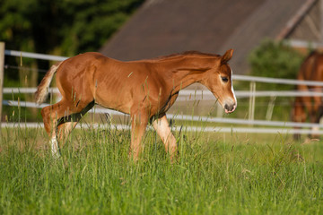 Naklejka na ściany i meble .Foal in the evening light on the pasture