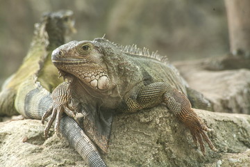 Green iguana or Common iguana / Is a species of iguana native to Central and South America