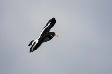 Eurasian Oystercatcher, Haematopus ostralegus