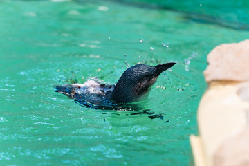 Wasserratte - Pinguin
