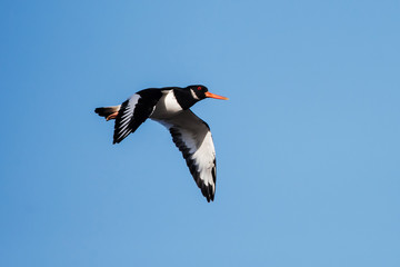 Eurasian Oystercatcher, Haematopus ostralegus