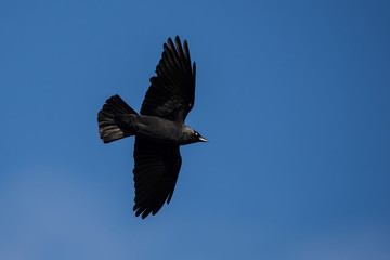 Western Jackdaw, Corvus monedula