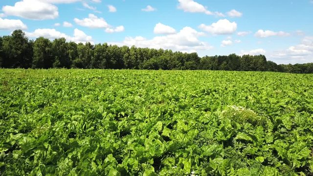 Field of young green sprouts of sugar beet.