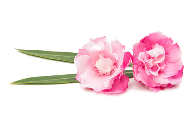 pink oleander flowers isolated