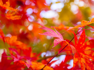 Background texture of Beautiful Red maple leaves